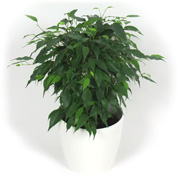 Ficus + Cache pot Blanc /
